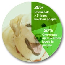 Pie chart showing chemical contamination of dogs