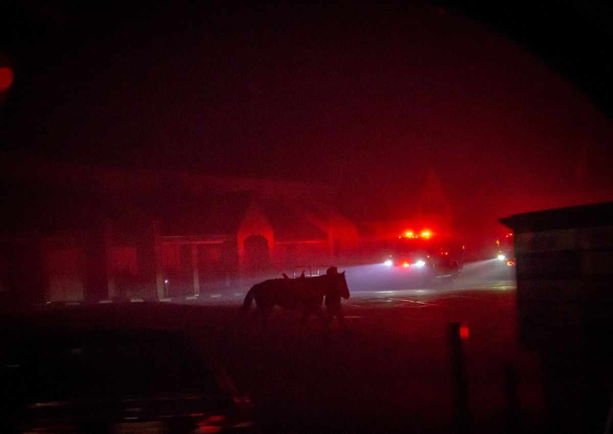 Horses being evacuated from Paradise, Calif. during the 2018 Camp Fire