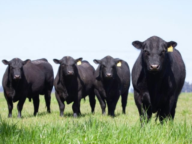 Angus beef cows